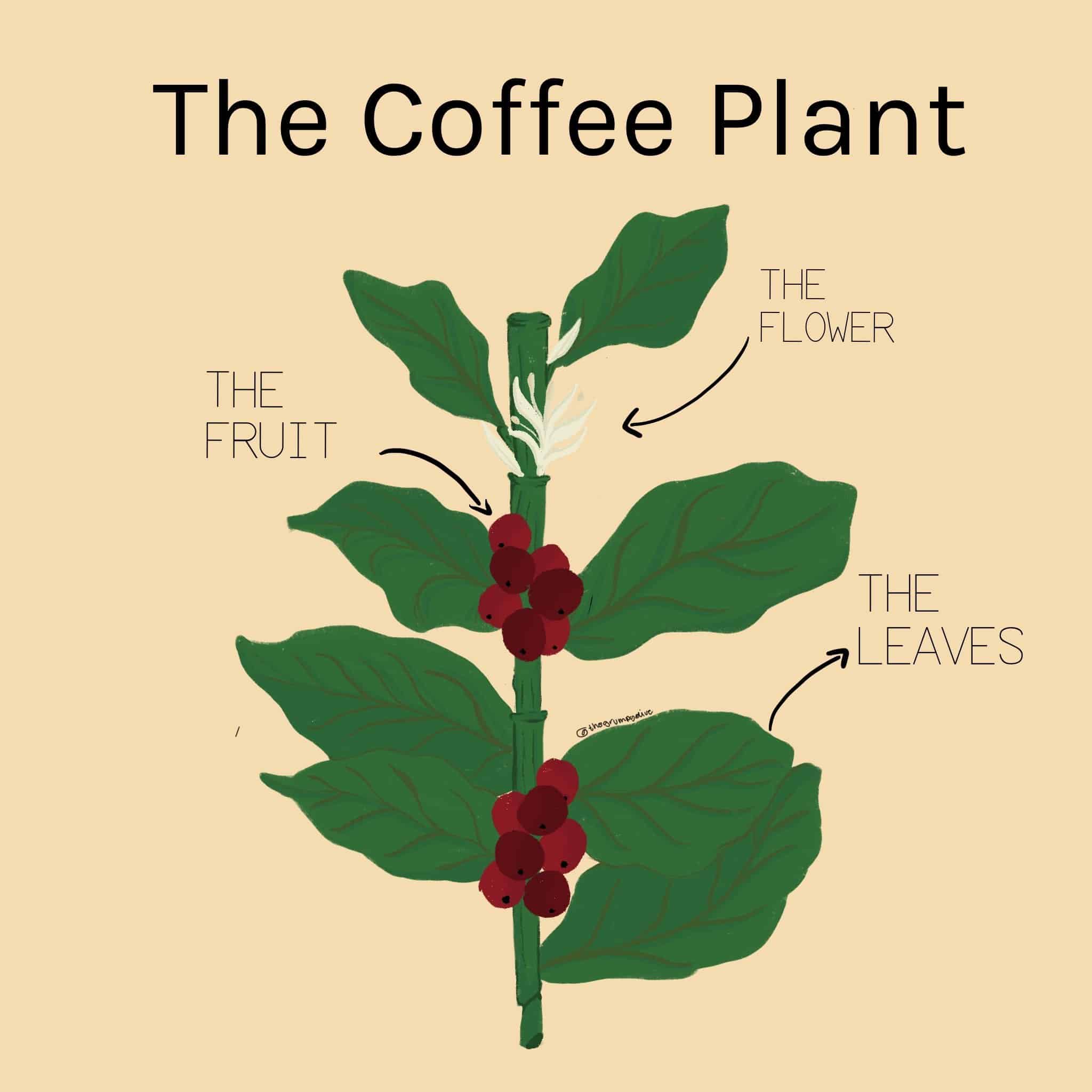 An introduction to coffee